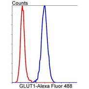 Glucose Transporter GLUT1 [SA0377]